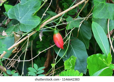 Ivy Gourd On The Green Backdrops Royalty Free Stock Photos And Images