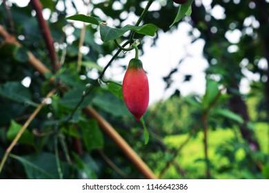 Ivy Gourd On The Green Backdrops Royalty Free Stock Photos And Images