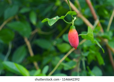 Ivy Gourd On The Green Backdrops Royalty Free Stock Photos And Images