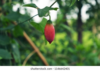 Ivy Gourd On The Green Backdrops Royalty Free Stock Photos And Images