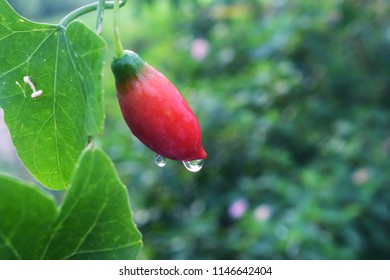 Ivy Gourd On The Green Backdrops Royalty Free Stock Photos And Images