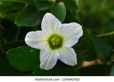 Ivy Gourd On The Green Backdrops Royalty Free Stock Photos And Images