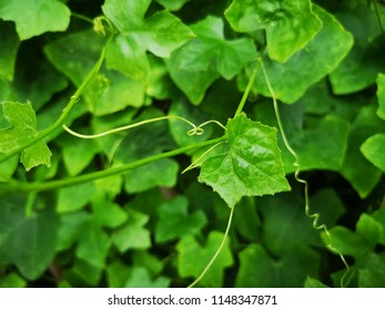 Ivy Gourd Tree That Grows On Stock Photo 1148347871 | Shutterstock