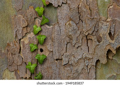 Ivy growing on the bark of a plane tree for natural background with copy space, also called sycamore, platane or Platanus acerifolia