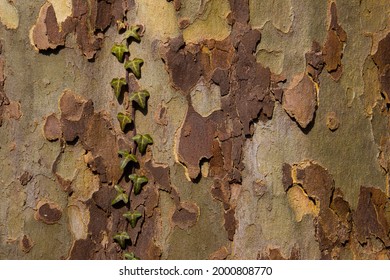 Ivy growing on the bark of a plane tree for natural background with copy space, also called sycamore, platane or Platanus acerifolia