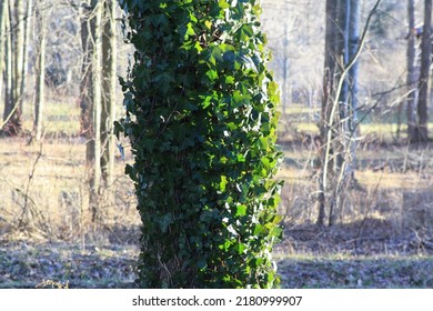 Ivy, Growing On A Buckeye Tree