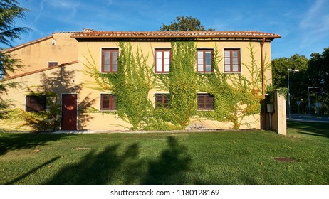 ivy growing on the sunny wall of a house with windows