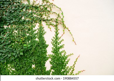 Ivy Growing Up A Wall