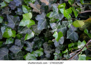 20 Scrambler shrubs Images, Stock Photos & Vectors | Shutterstock
