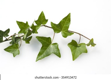 Ivy; Hedera, Helix