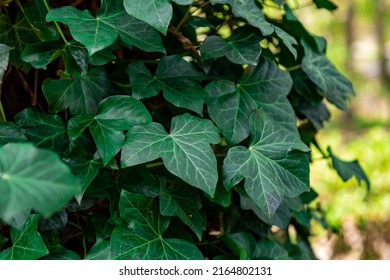 Ivy, Hedera helix or European ivy climbing on rough bark of a tree. Close up photo.