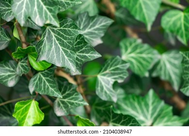 Ivy, Hedera Helix Or European Ivy Leaf. Close Up Photo