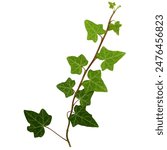 ivy hedera plant isolated over white background