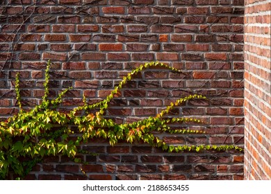 Ivy (Hedera) Tendrils With Bright Green, Orange Leaves Growing On A Red Brick Wall Of A House In Sauerland Germany. Contrast Of Warm Red Artificial Facade And Organic Plant. Symbol Of Growth And Time.