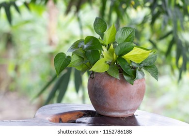 Devil’s Ivy In Jar On The Table. Creeper The Leaves Are Round, Large, Heart-shaped, The Tip Of The Leaf Is Pointed, Green Leaves Are Yellow, Striped By The Leaf. (Scindapsus Aureus Eagler)