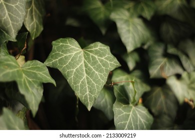 Ivy leaf between other ivy leaves. Green ivy leaves with white veins growing on a bush climbing on a wall. Evergreen plant on a wall. A green ivy leaves -  climbing or ground-creeping woody plant.