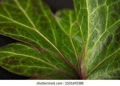 Ivy Leaf Close Up. Selective Focus.