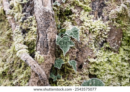 Similar – Image, Stock Photo A gnarled old tree on a hill in the evening with a view over the city