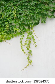 Ivy Leaves Isolated Stock Photo 139024370 | Shutterstock