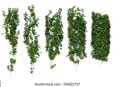 ivy
ivy leaves isolated on a white background.