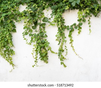 Ivy Leaves Isolated On White Background Stock Photo 518713492 ...