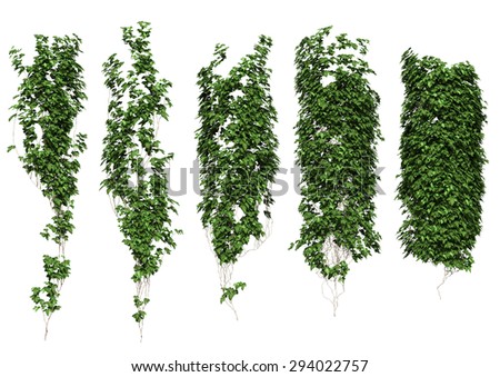 ivy
ivy leaves isolated on a white background.
