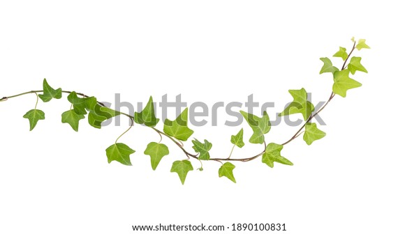 Ivy Leaves Isolated On White Background Stock Photo 1890100831 ...
