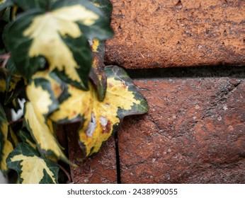 Ivy leaves on a red brick wall