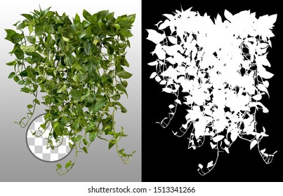 Ivy with lush green foliage. Climbing plant in summer isolated on transparent background via an alpha channel of great precision. Tropical vegetation. High quality mask for professional composition.
