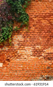 Ivy On The Brick Wall