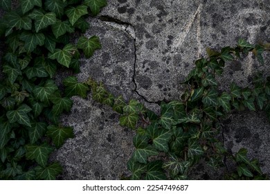 Ivy  on a cracked wall seen up close - Powered by Shutterstock