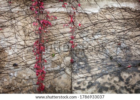 Similar – Wallflower. Fruit