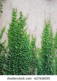 Ivy On Wall