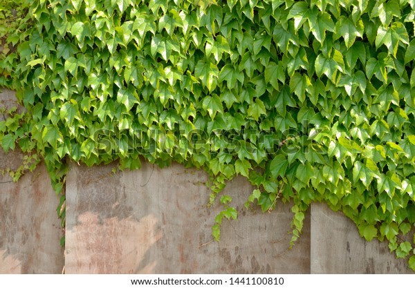 Ivy On Wall Garden City Pamplona Stock Photo Edit Now