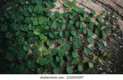 Ivy On Wall. Jungle Vine Hanging Ivy Plant Bush  On Concrete Background.