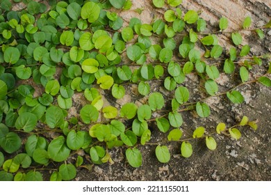 Ivy On Wall. Jungle Vine Hanging Ivy Plant Bush  On Concrete Background.