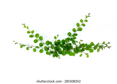 Ivy On A White Background,ivy