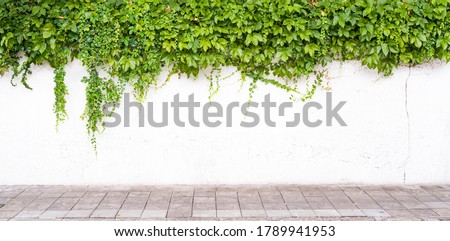 Ivy on the white wall beside the road.