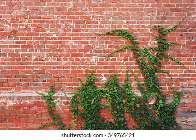 Ivy Plant On Brick Wall