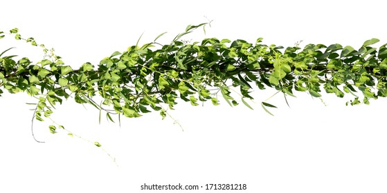 つる植物 の画像 写真素材 ベクター画像 Shutterstock