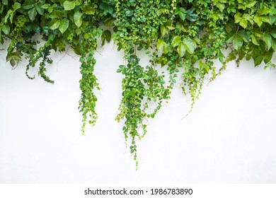ivy plants hanging down on the white wall - Powered by Shutterstock