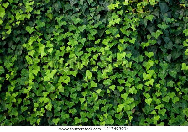 ツタの植物 つる植物 壁を覆う 緑の異なる色合いの葉 心の形 テクスチャー 背景 庭 夏 グラデーション カラフル 背景 イタリア の写真素材 今すぐ編集