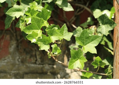 Ivy plants overgrowing a wall