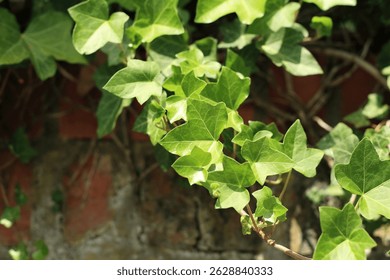 Ivy plants overgrowing a wall