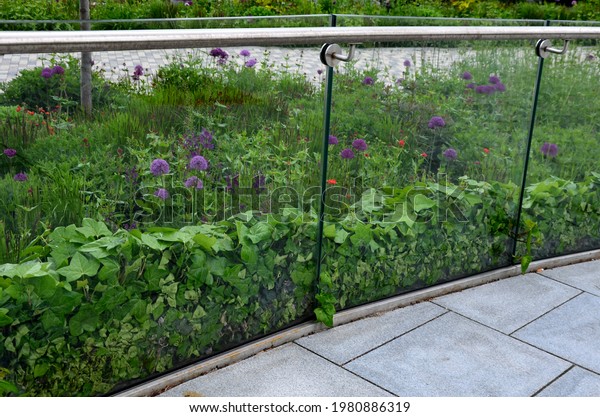 ivy surrounds a\
glass railing near the house. it must be kept down by the cut,\
otherwise it will climb and crawl high. glass panes as railings\
with stainless steel handle