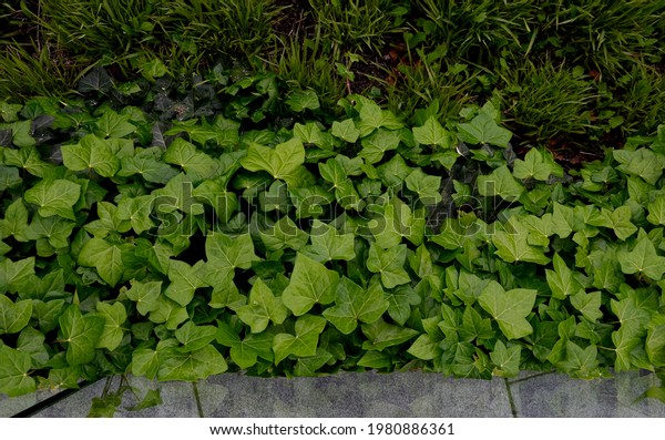 ivy surrounds a\
glass railing near the house. it must be kept down by the cut,\
otherwise it will climb and crawl high. glass panes as railings\
with stainless steel handle