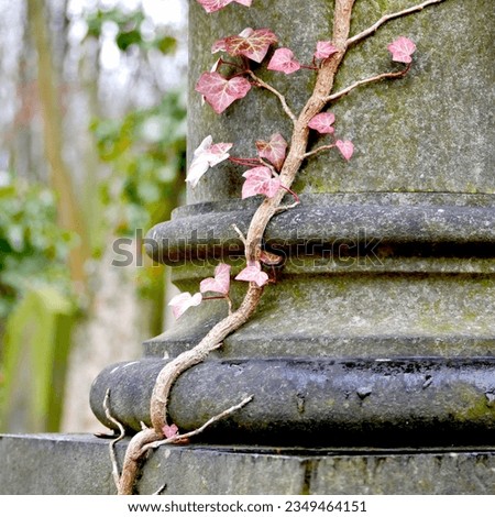 ivy tendril grown on a gray stone column on a cemetery