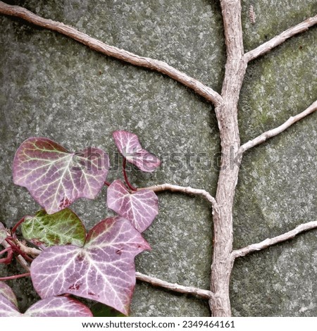 ivy tendril grown on a gray stone surface of a cemetery