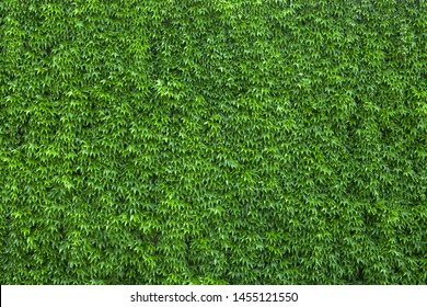 Ivy texture. Ivy hedge background. Ivyberry backdrop. Ivy wallpaper. Ivyberry backround image. Ivy wall. Green wall. Green plant texture. Green leaves background. Myrtle green background - Powered by Shutterstock