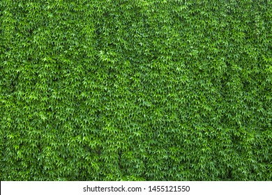 Ivy texture. Ivy hedge background. Ivyberry backdrop. Ivy wallpaper. Ivyberry backround image. Ivy wall. Green wall. Green plant texture. Green leaves background. Myrtle green background